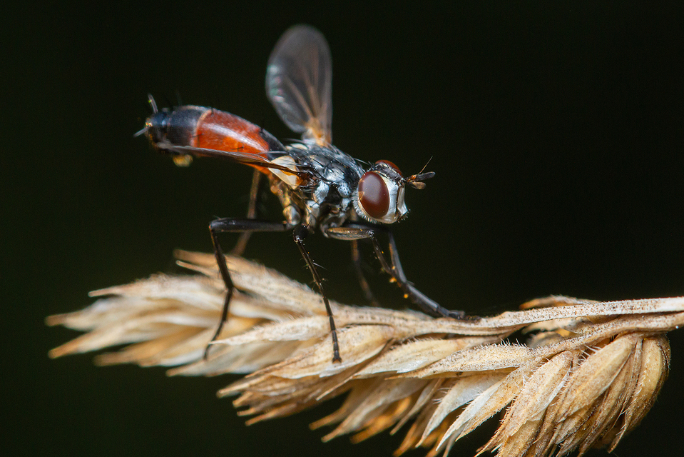 Cylindromyia