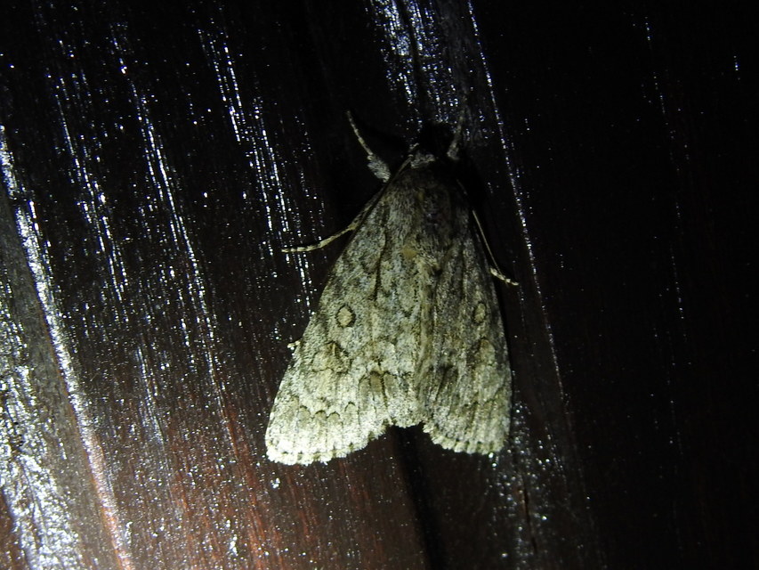Acronicta aceris - vadgesztenye-szigonyosbagoly