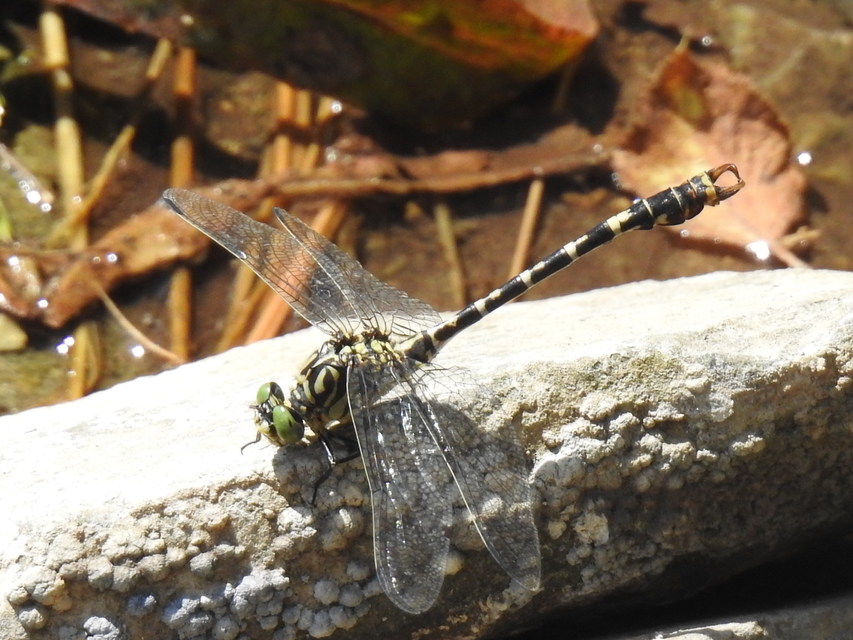 Onychogomphus forcipatus - gyűrűs folyami-szitakötő