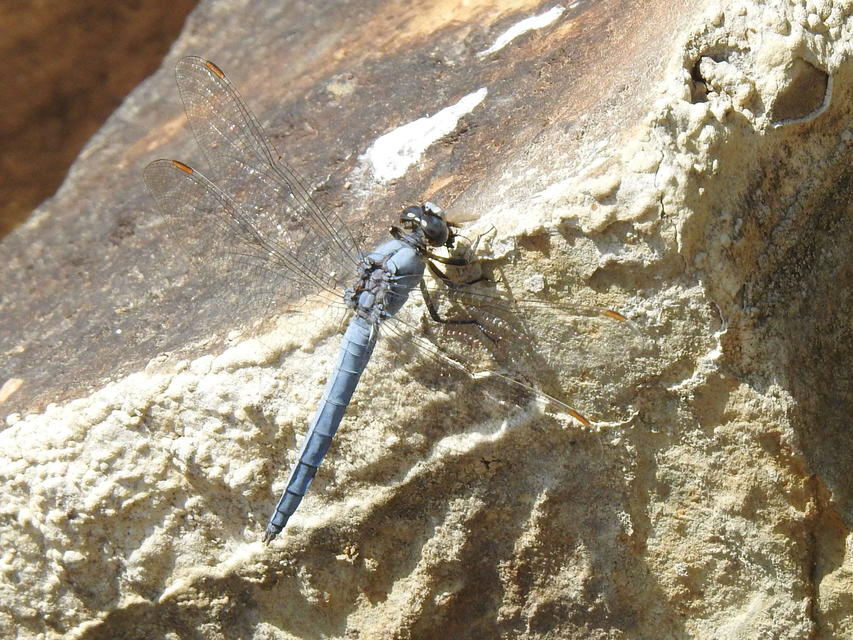 Orthetrum brunneum - pataki pásztorszitakötő