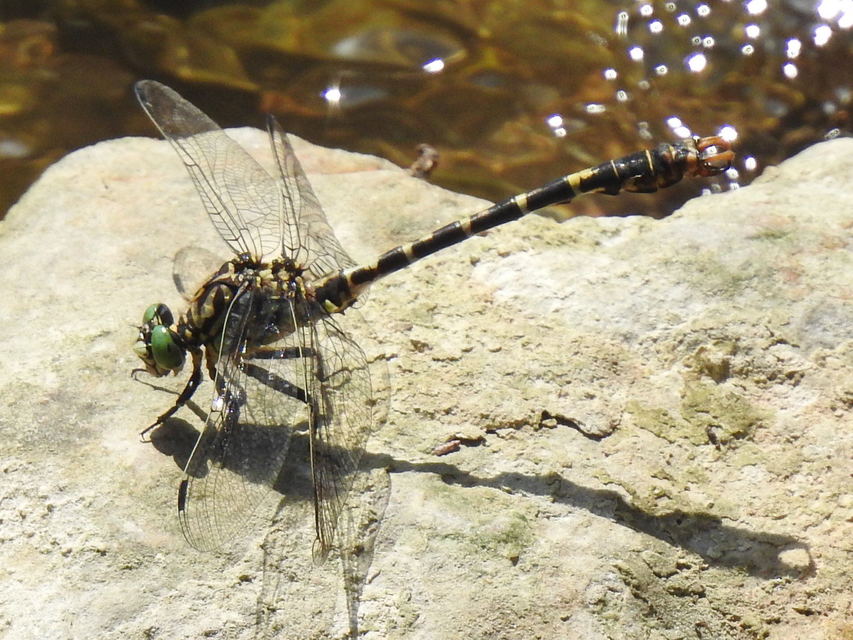 Onychogomphus forcipatus - gyűrűs folyami-szitakötő