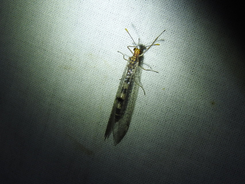 Megistopus flavicornis - kétfoltos hangyaleső