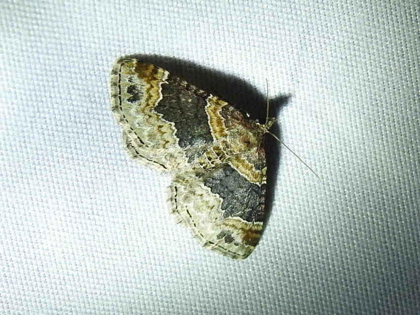 Xanthorhoe ferrugata - kerti tarkaaraszoló
