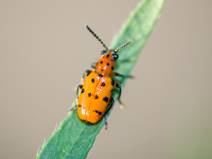 Crioceris quatuordecimpunctata - tizennégypontos spárgabogár
