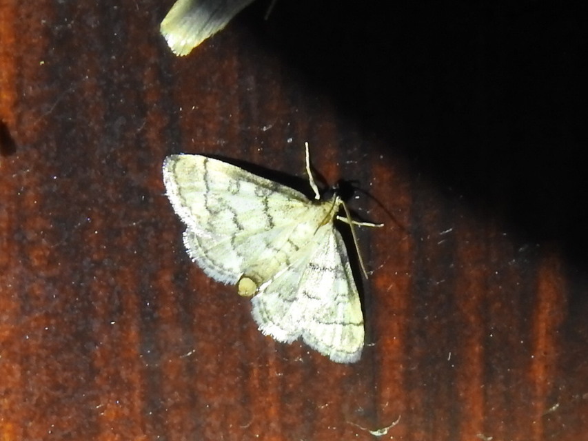 Metasia ophialis - kígyósávos tűzmoly