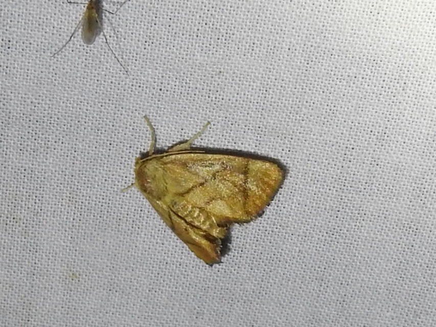 Apoda limacodes - kagylólepke