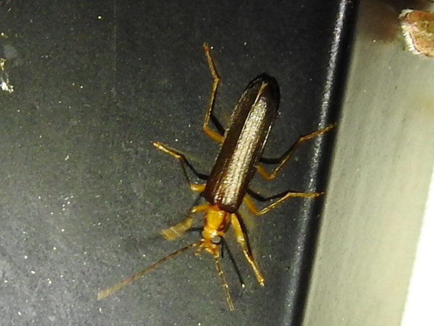 Nacerdes carniolica - karnóliai álcincér