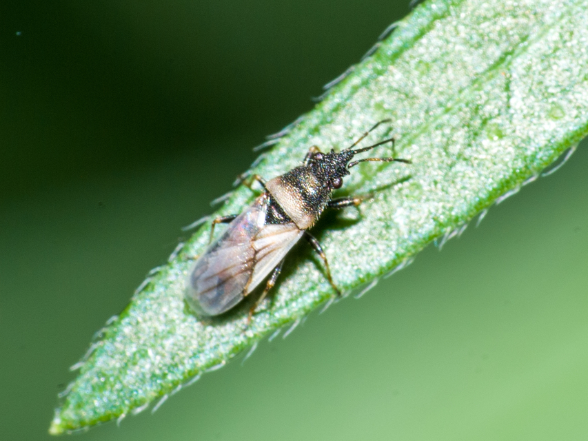Metopoplax origani - szélesfejű bodobács