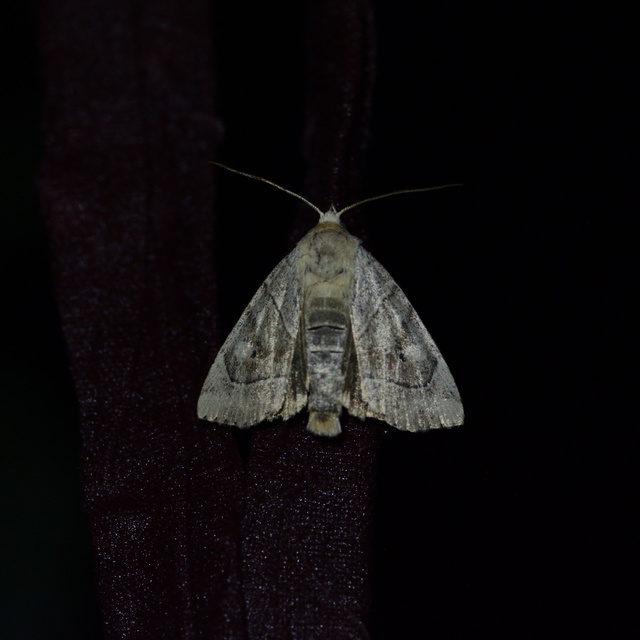 Cosmia trapezina - közönséges lombbagoly