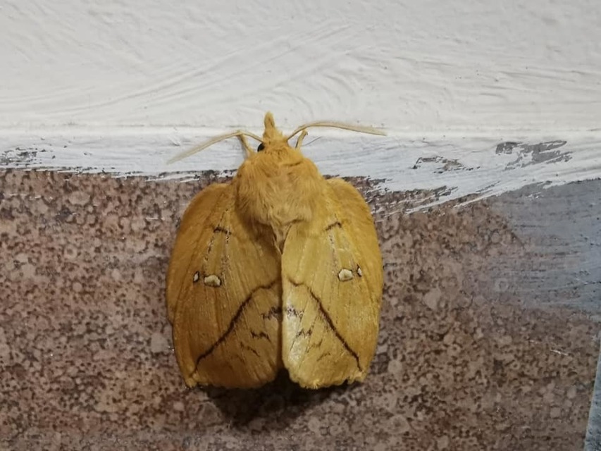 Euthrix potatoria - szomjas pohók