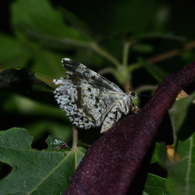 Fagivorina arenaria - bükkfaaraszoló