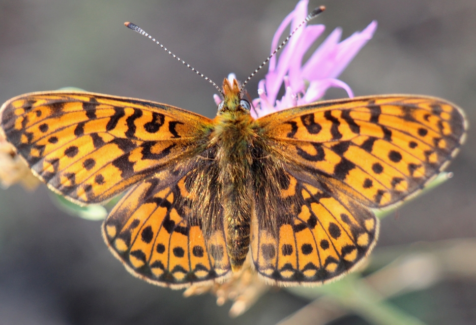 Boloria euphrosyne - árvácska-gyöngyházlepke