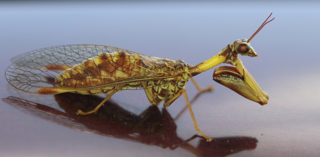 Mantispa styriaca - kétszínű fogólábú-fátyolka