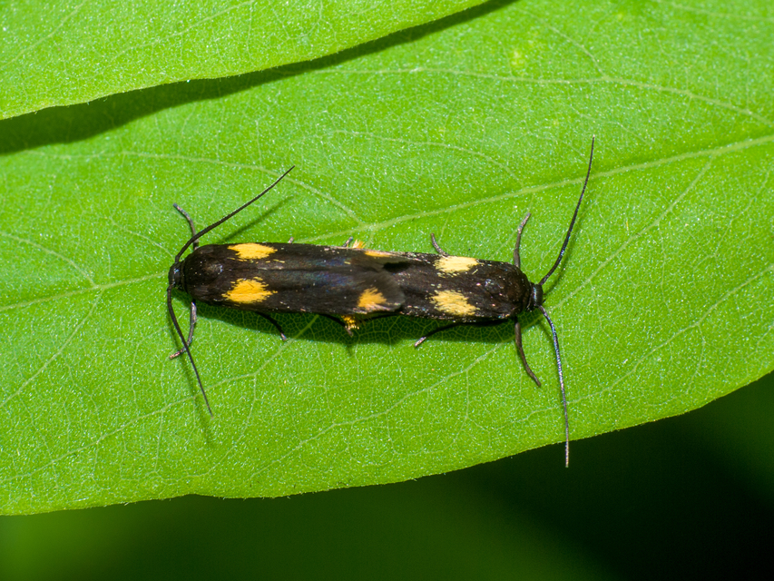Scythris sinensis - aranyfarú zöldmoly