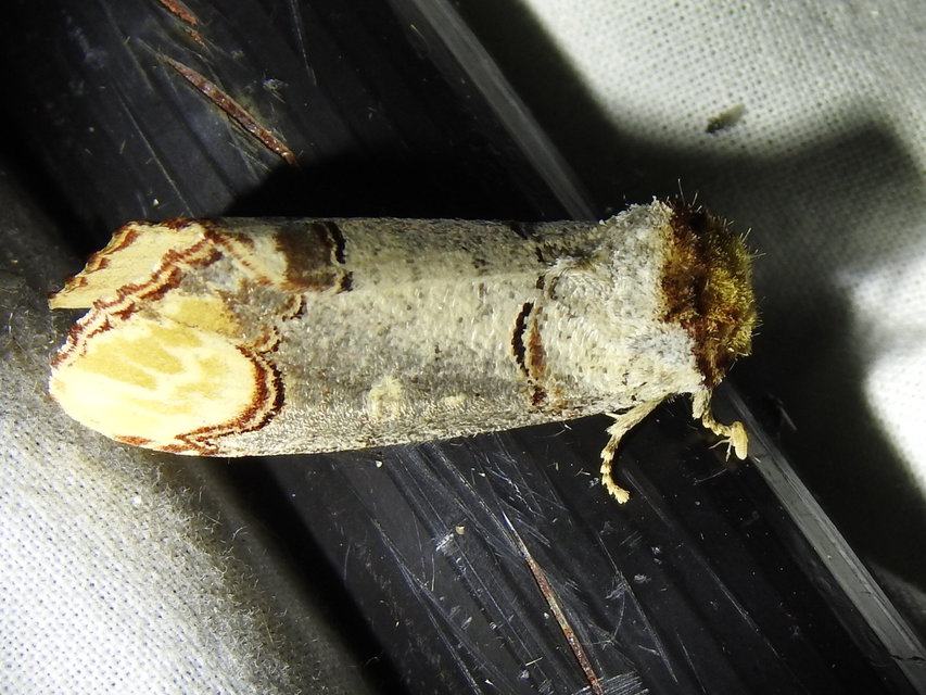 Phalera bucephala - sárgafoltos púposszövő