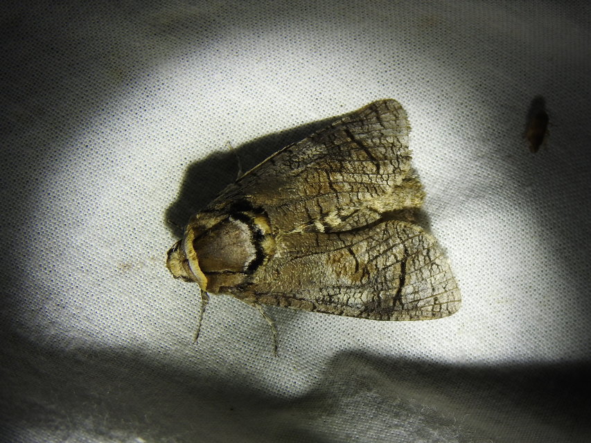 Cossus cossus - fűzfarontólepke