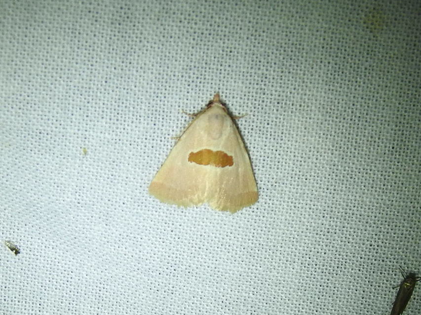 Calymma communimacula - pajzstetűfaló bagoly