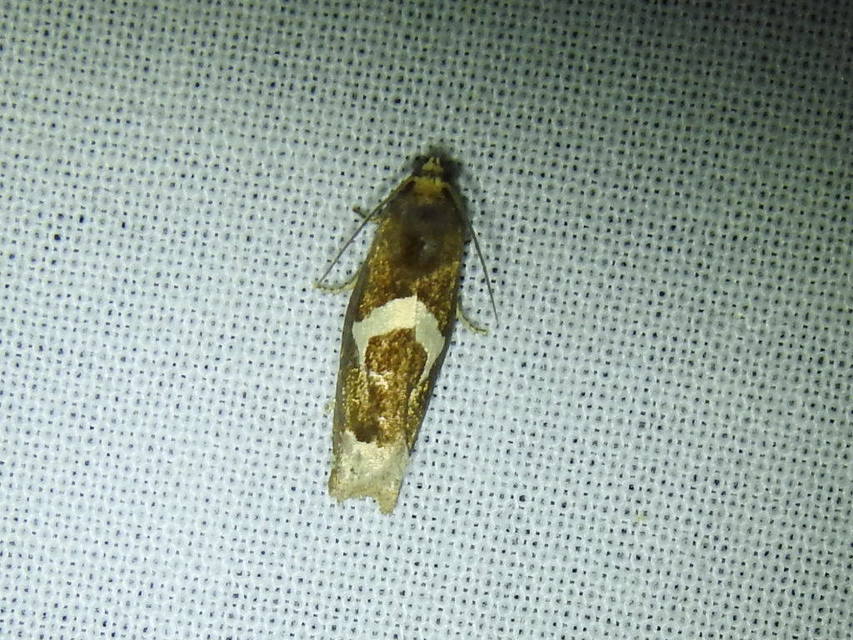 Epiblema foenella - kampósfoltú tükrösmoly