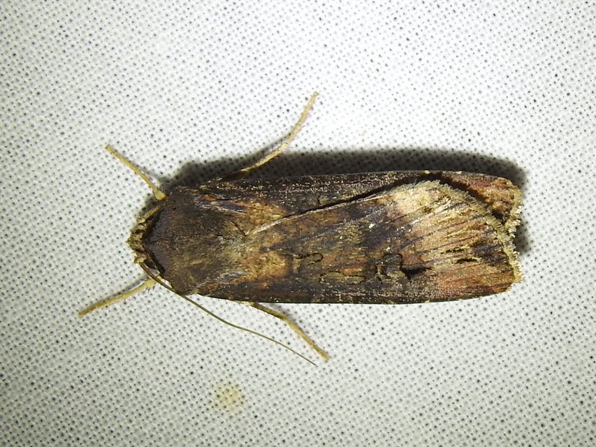 Agrotis ipsilon - nagy földibagoly