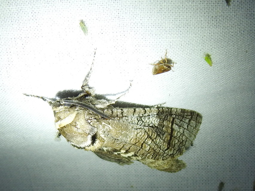 Cossus cossus - fűzfarontólepke