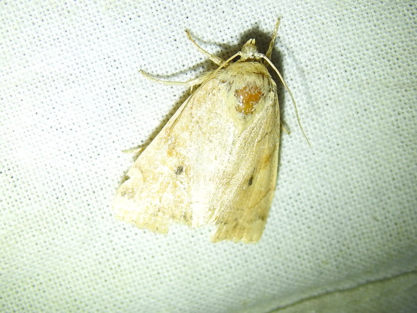 Cosmia trapezina - közönséges lombbagoly