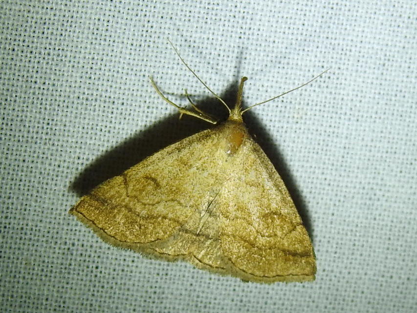 Polypogon gryphalis - láperdei karcsúbagoly