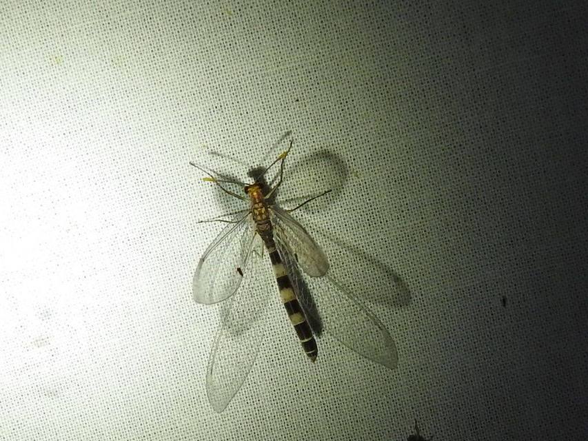 Megistopus flavicornis - kétfoltos hangyaleső