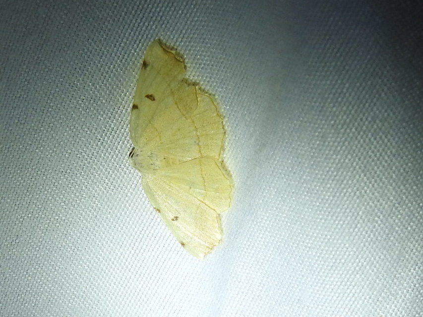 Eilicrinia trinotata - háromjegyű araszoló