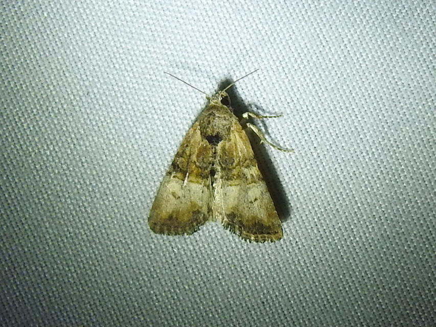 Mesoligia furuncula - kétszínű dudvabagoly