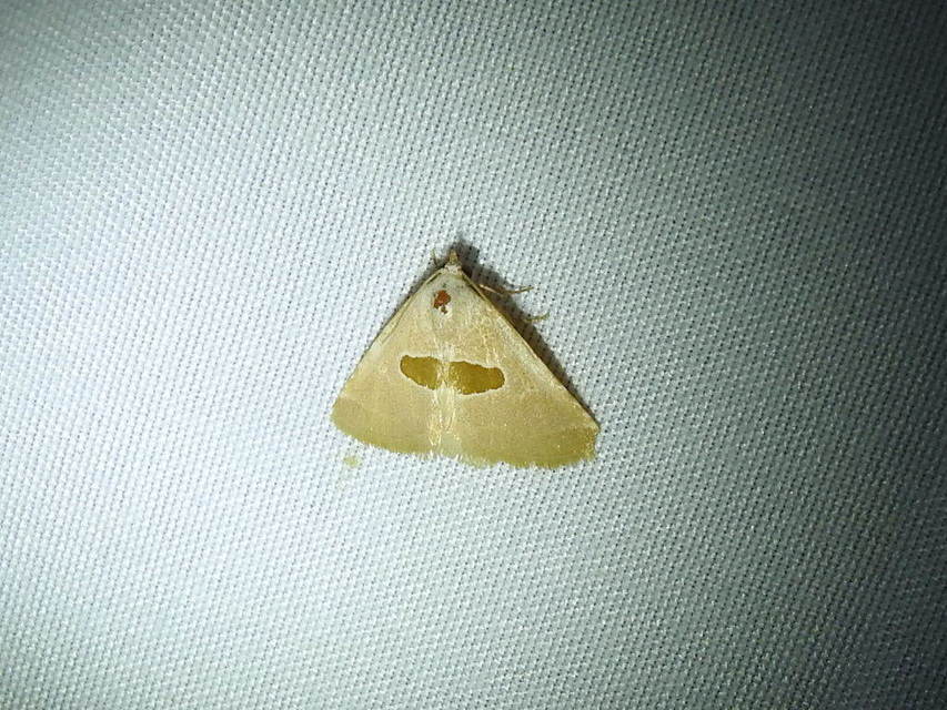 Calymma communimacula - pajzstetűfaló bagoly