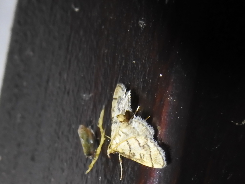 Metasia ophialis - kígyósávos tűzmoly
