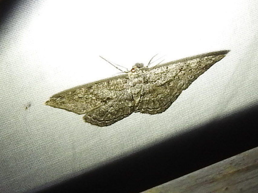 Hypomecis roboraria - nagy tölgyfaaraszoló