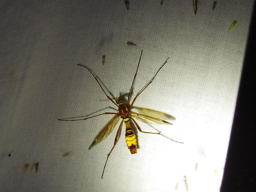 Ctenophora ornata - sárga fésűsszúnyog