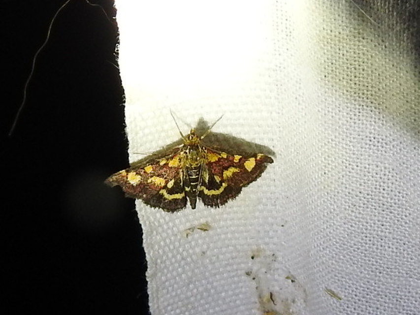 Pyrausta purpuralis - közönséges bíbormoly