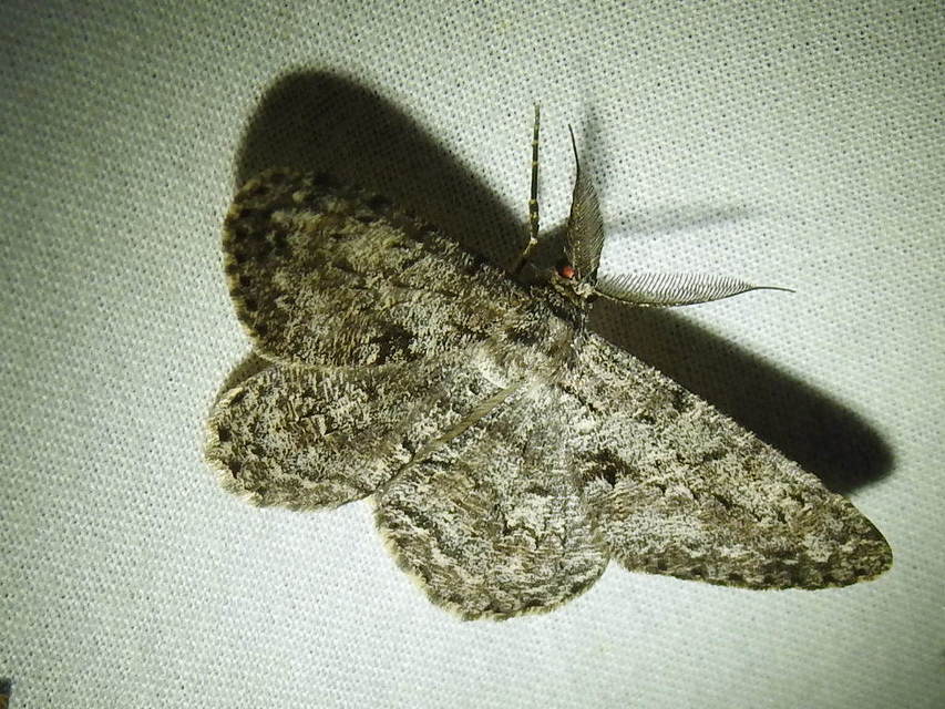 Hypomecis roboraria - nagy tölgyfaaraszoló