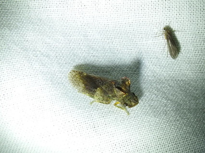 Ledra aurita - füleskabóca