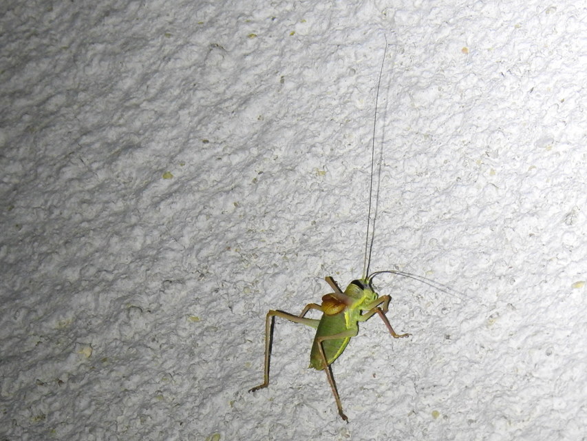 Ephippiger ephippiger - nyergesszöcske