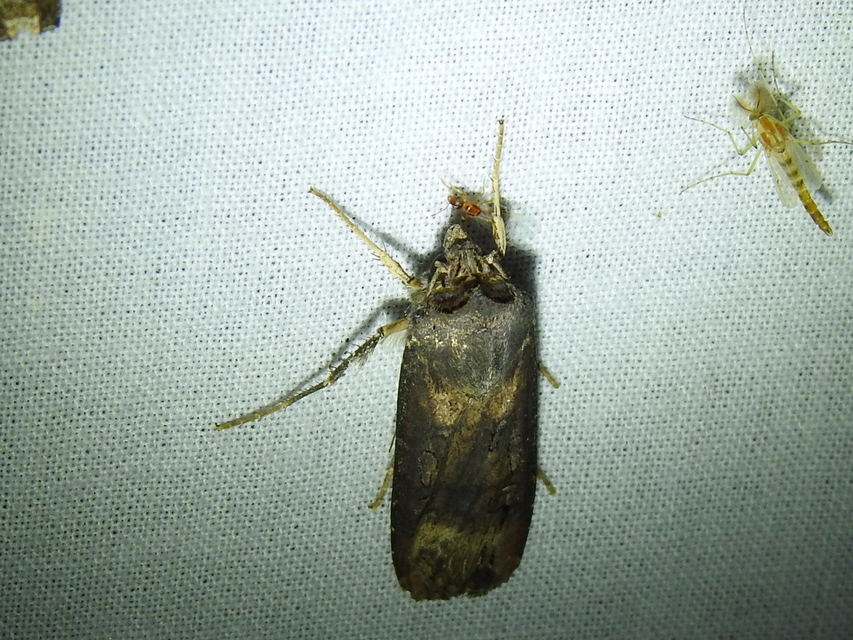 Agrotis ipsilon - nagy földibagoly