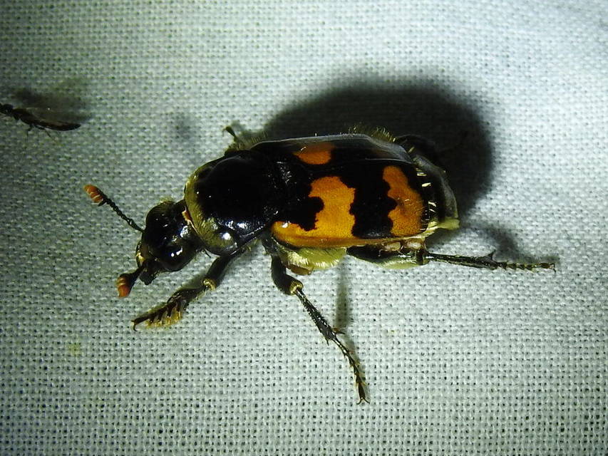 Nicrophorus vespillo - közönséges temetőbogár