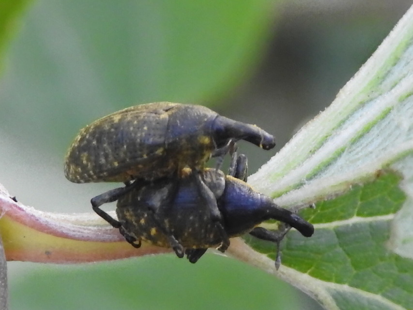 Larinus sturnus - aszat-púderbarkó