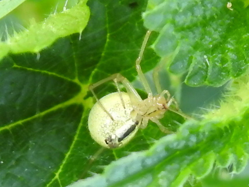 Enoplognatha ovata/latimana