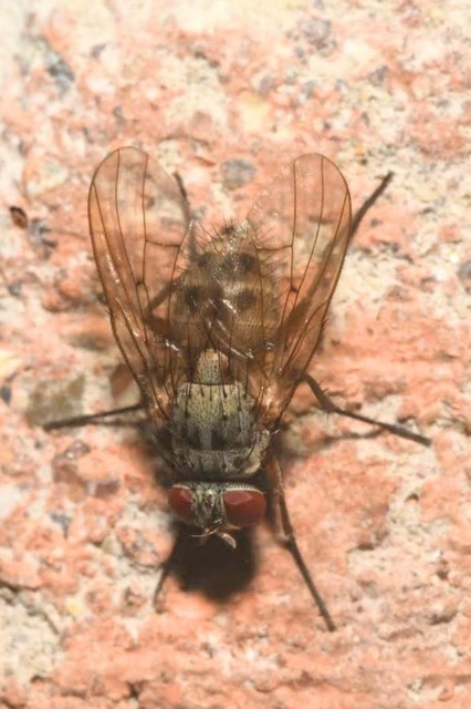 Helina sexmaculata