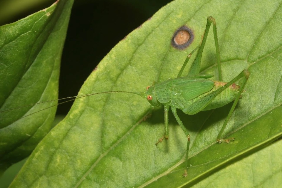 Phaneroptera nana - pontozott repülőszöcske