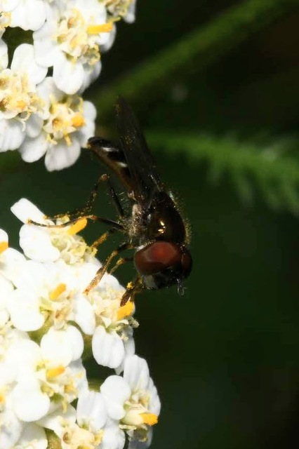 Platycheirus