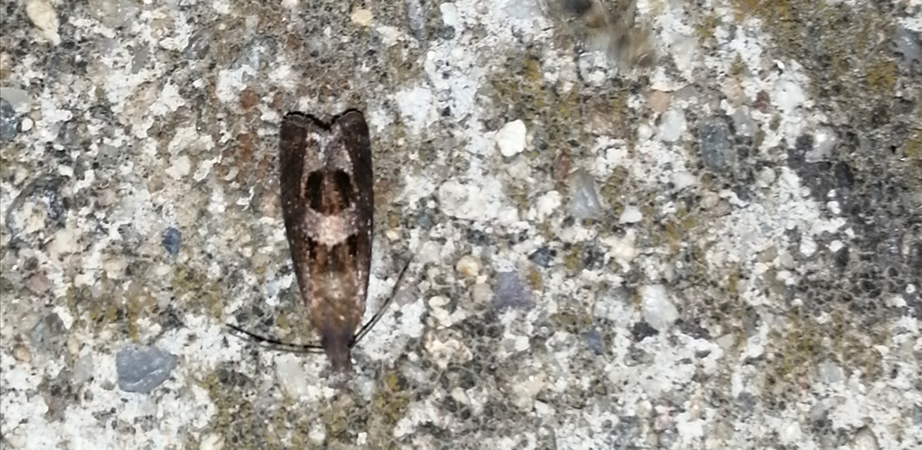 Epiblema junctana - turjáni tükrösmoly