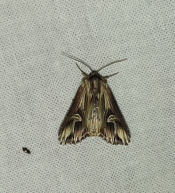 Actinotia polyodon - nagy sugarasbagoly