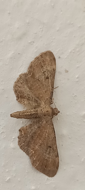 Eupithecia simpliciata - kerekszárnyú törpearaszoló