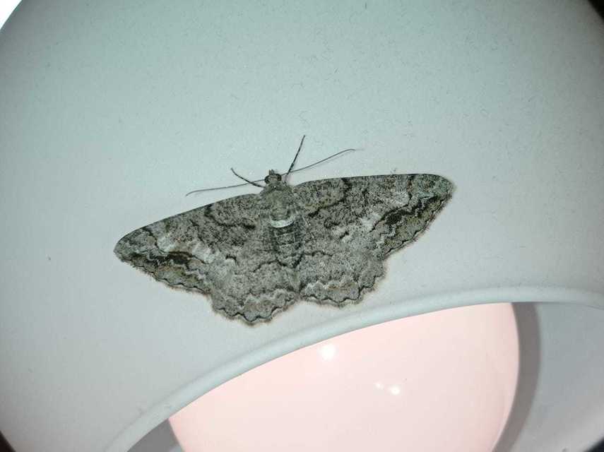 Alcis repandata - foltos faaraszoló Alcis repandata - foltos faaraszoló