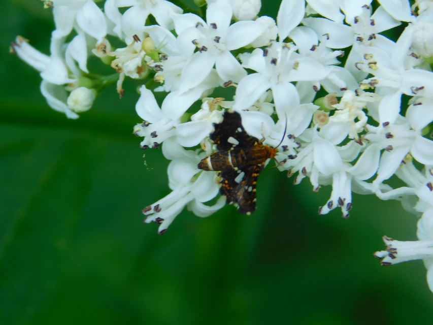 Thyris fenestrella - gyakori ablakosmoly