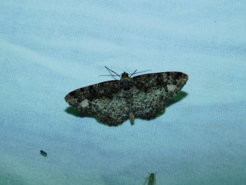 Parectropis similaria - barna zuzmóaraszoló